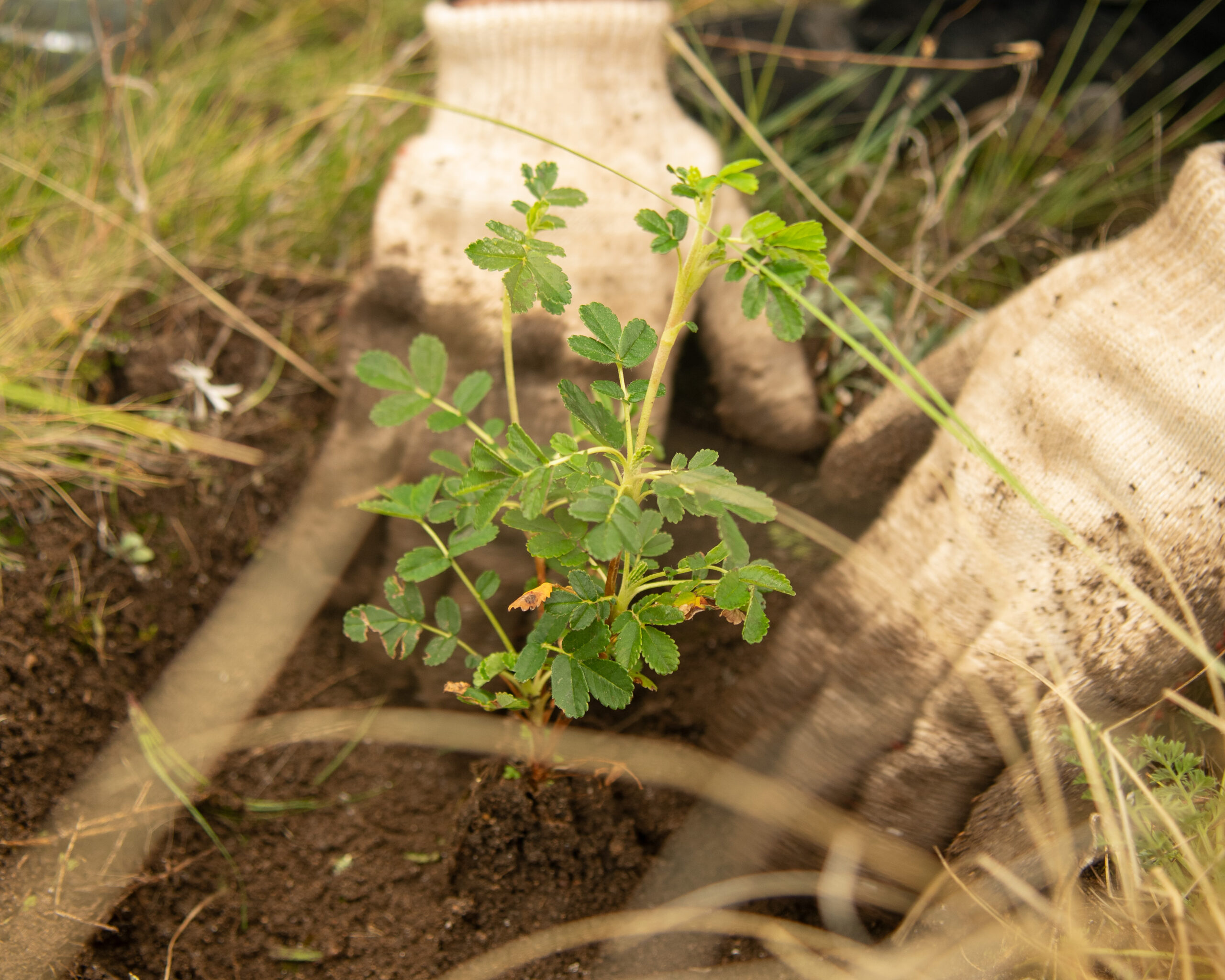 Plantacion(1)